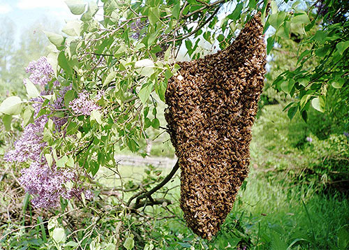 Bienenschwarm